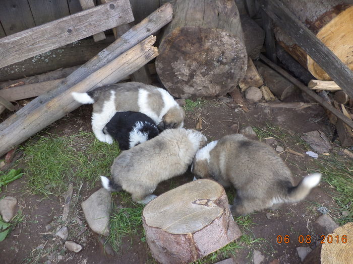 catelusii ciobanesti la mancare