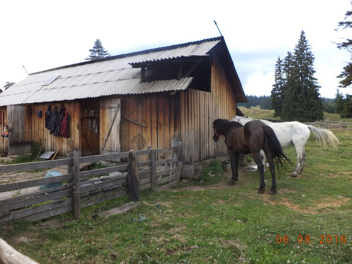 caii-54 - LA STANA in Dealul Alb dupa ciuperci