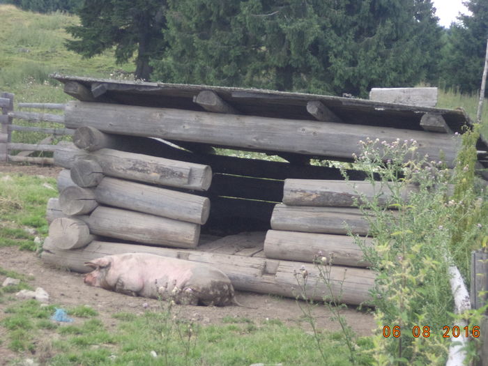 adapostul porcilor - LA STANA in Dealul Alb dupa ciuperci