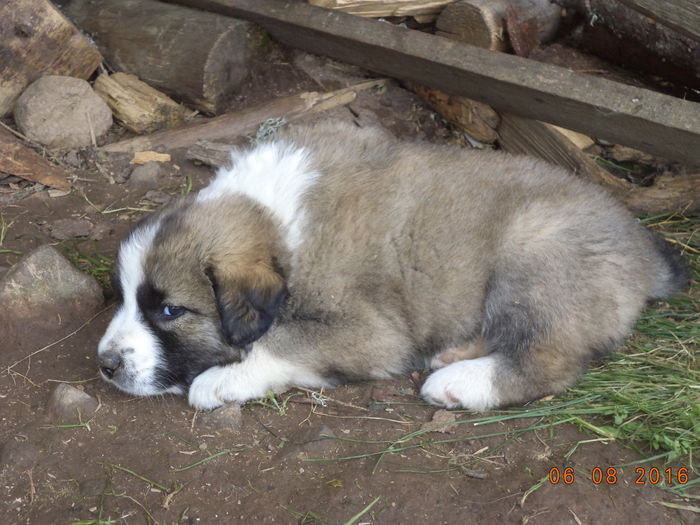 curajosul - LA STANA in Dealul Alb dupa ciuperci