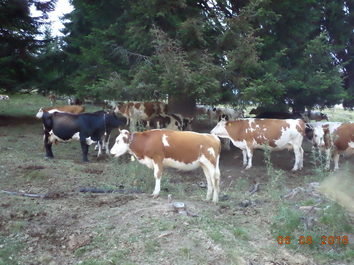 vacile la muls-76