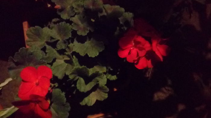 1470767644540-194408900 - Muscate si alte plante