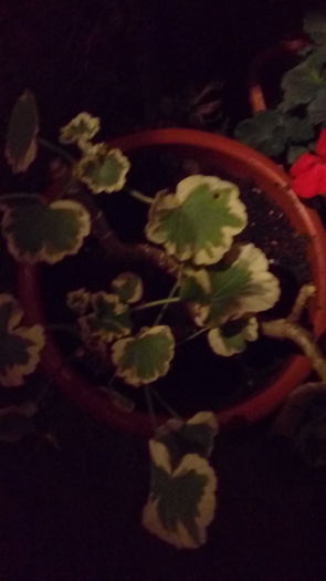 1470767677727836533685 - Muscate si alte plante