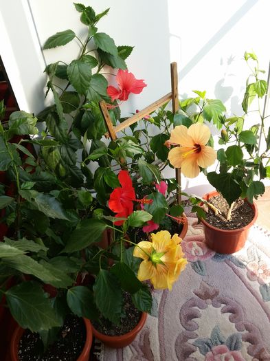 09 Aug.2016 - hibiscus