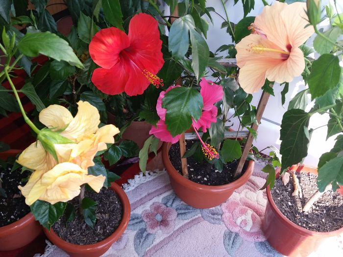  - hibiscus