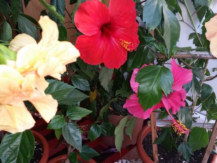  - hibiscus
