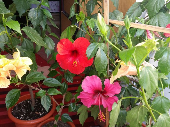  - hibiscus