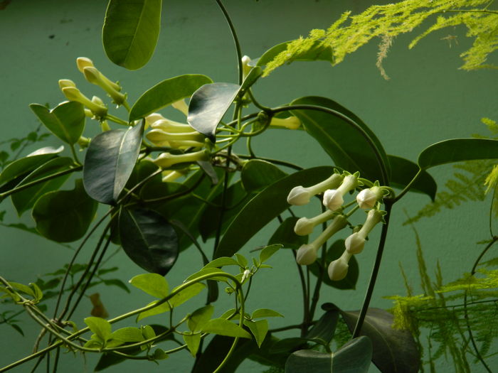 DSCN5159 - 2016 STEPHANOTIS