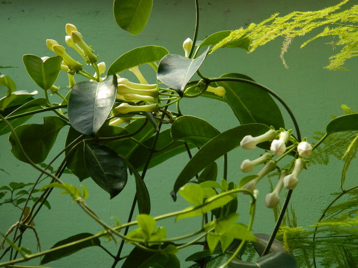 DSCN5162 - 2016 STEPHANOTIS