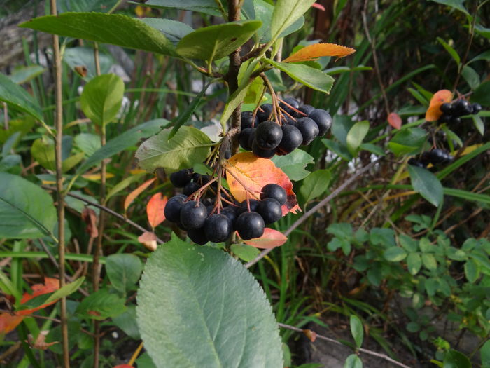 aronia