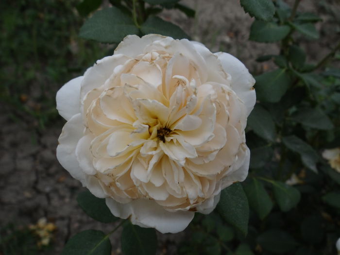Crocus Rose - August