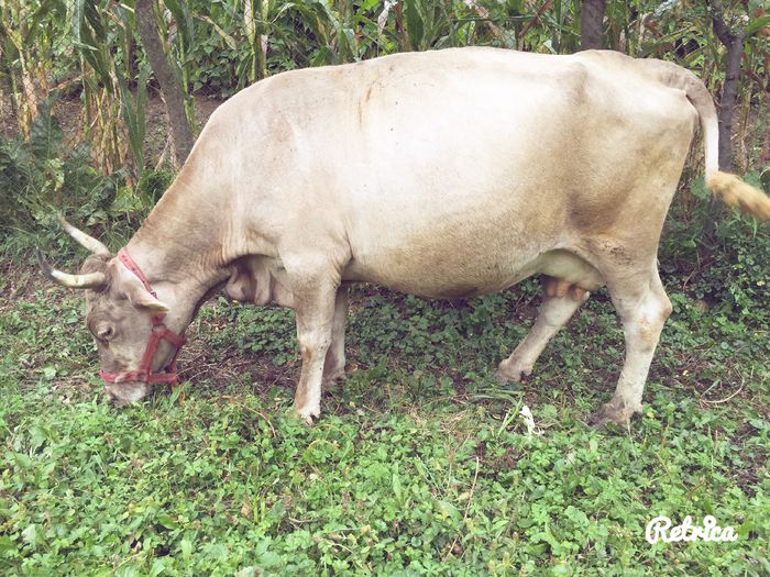 image - Vacuta Mica La noii stapani