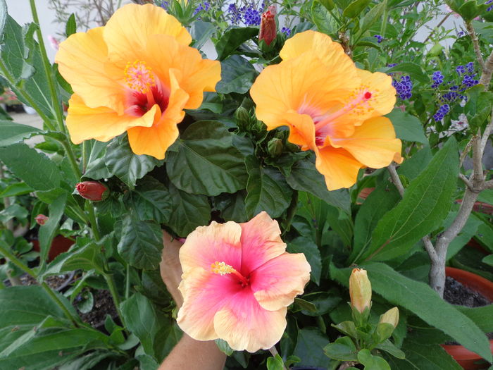 DSC05091 - A1-HIBISCUS 2016