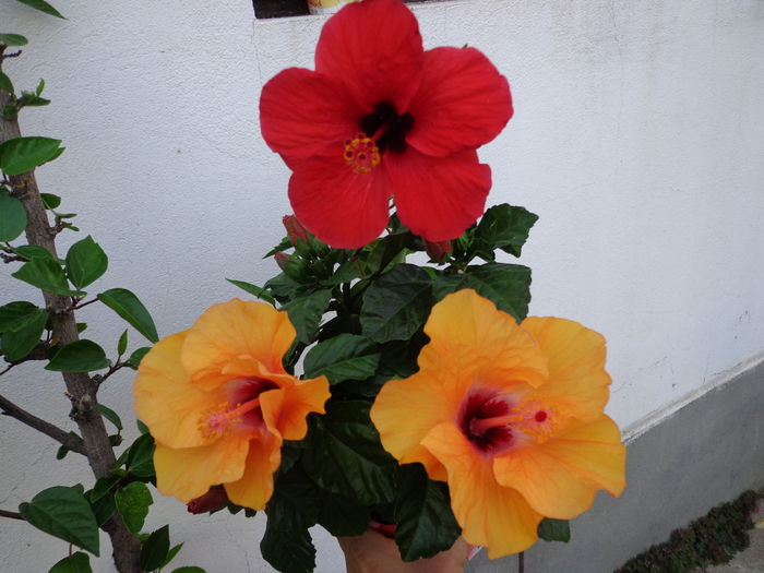 DSC05092 - A1-HIBISCUS 2016