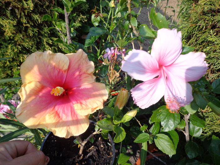 DSC05100 - A1-HIBISCUS 2016