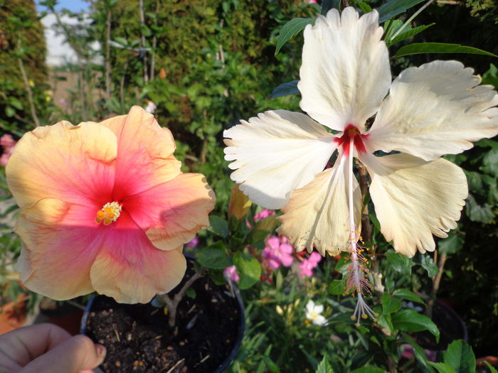 DSC05101 - A1-HIBISCUS 2016