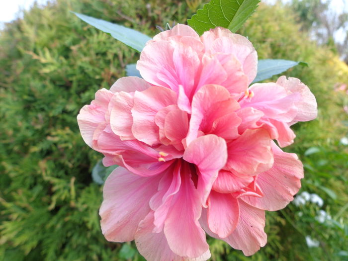 DSC05102 - A1-HIBISCUS 2016