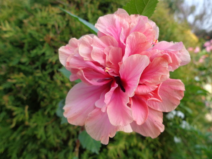 DSC05103 - A1-HIBISCUS 2016