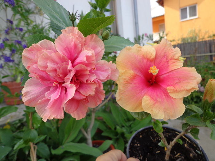 DSC05104 - A1-HIBISCUS 2016