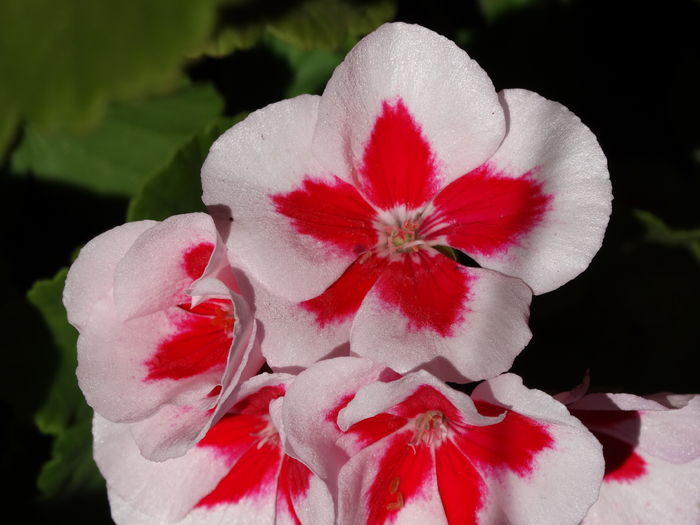 DSC09764 - Plante in ghiveci 2016