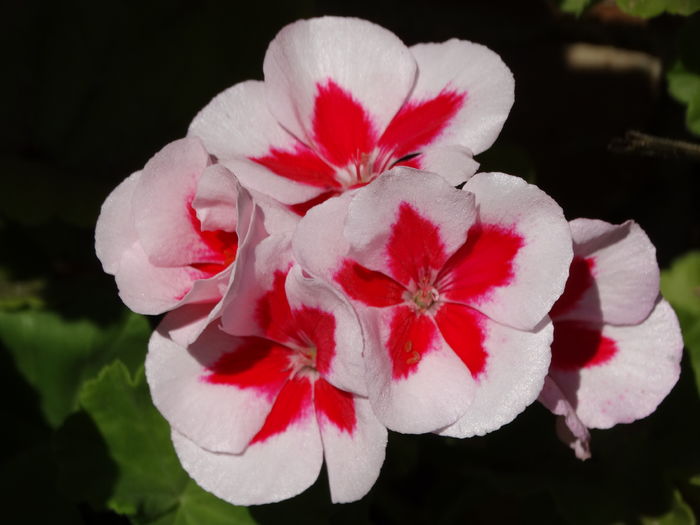 DSC09762 - Plante in ghiveci 2016