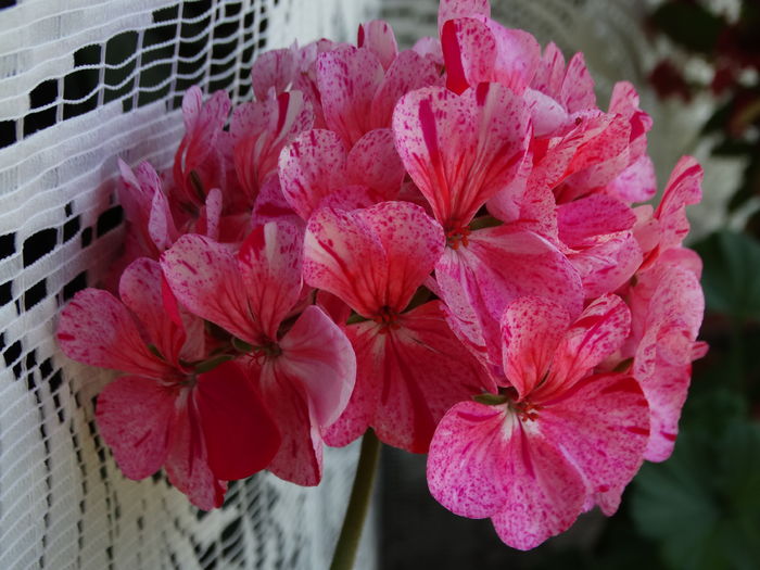 DSC09708 - Plante in ghiveci 2016