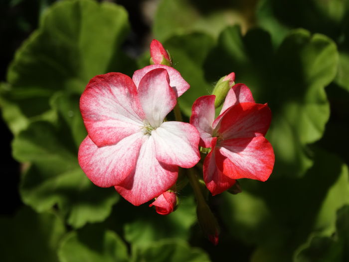 DSC09714 - Plante in ghiveci 2016