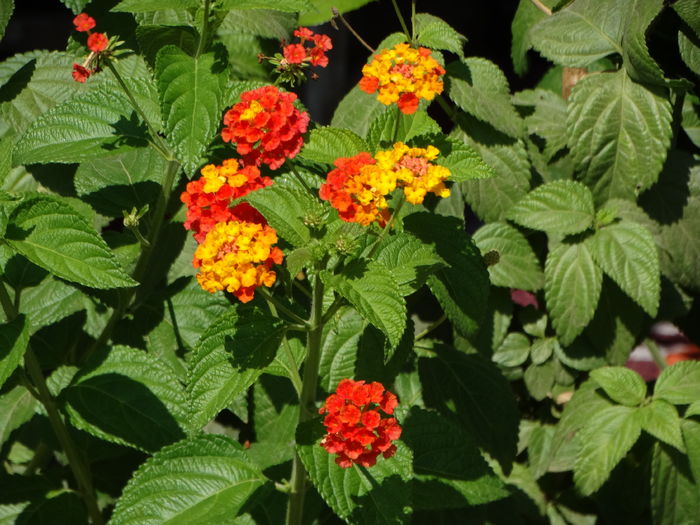 DSC09747 - Plante in ghiveci 2016