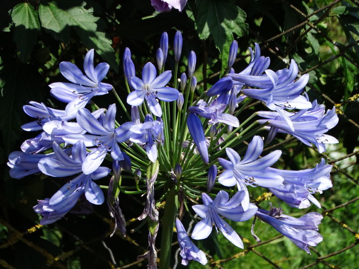 DSC09811 - Plante in ghiveci 2016