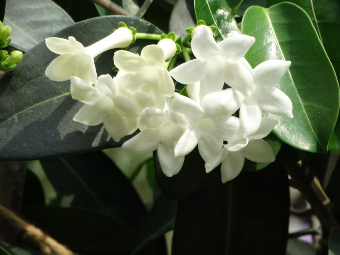 DSC09909 - Plante in ghiveci 2016