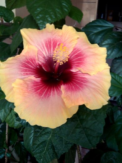 IMG_20160810_104244 - Hibiscus Tahitian Queen