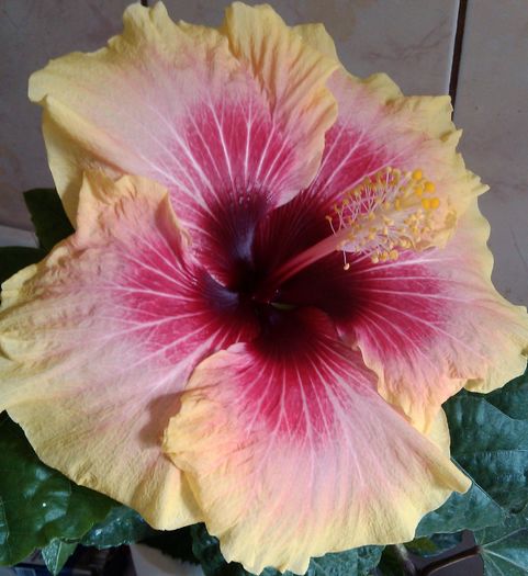 IMG_20160810_104428 - Hibiscus Tahitian Queen