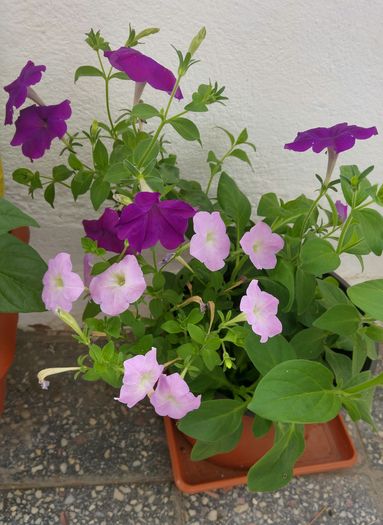 20160810_074712_HDR~2