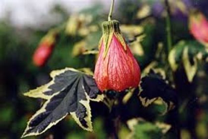 abutilon - 02 caut