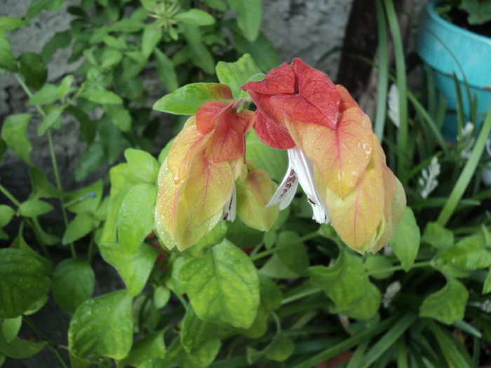 10 aug . Beloperone guttata , planta crevete - VARA 2016