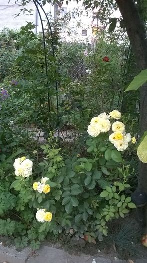 WP_20160809_037 - Golden Border