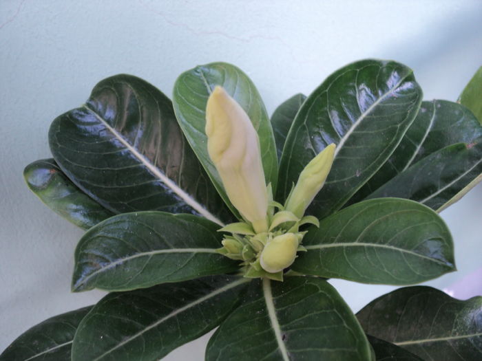 10 aug 2016 , am rabdare...