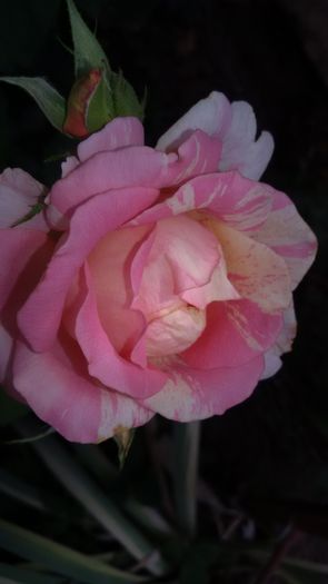 20160802_101627 - Rose des cisterciens