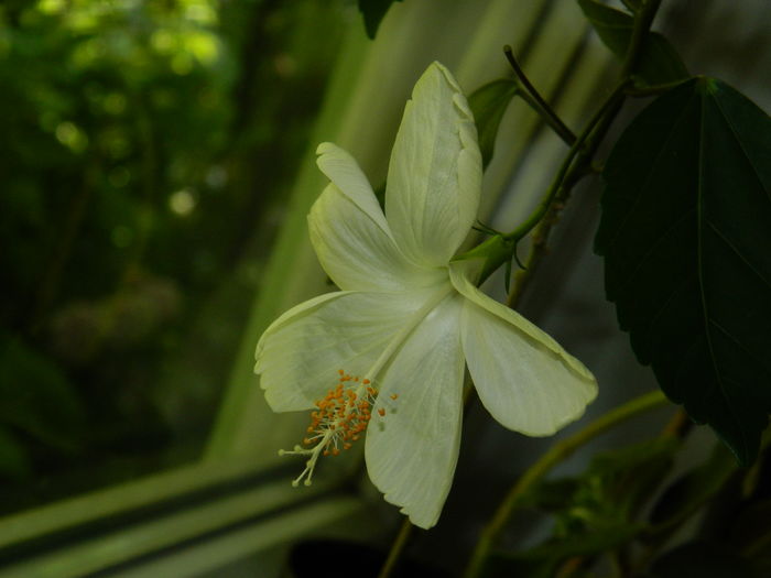 DSCN1224 - 2016 HOYA_HIBISCUSI SI ALTE FLORI