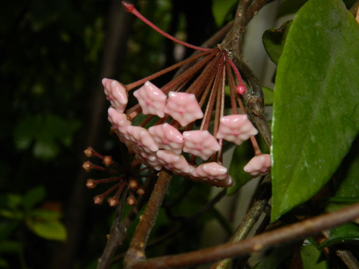 DSCN1275 - 2016 HOYA_HIBISCUSI SI ALTE FLORI