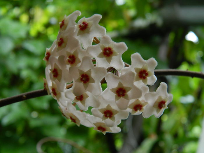 DSCN1277 - 2016 HOYA_HIBISCUSI SI ALTE FLORI