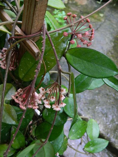 DSCN1279 - 2016 HOYA_HIBISCUSI SI ALTE FLORI