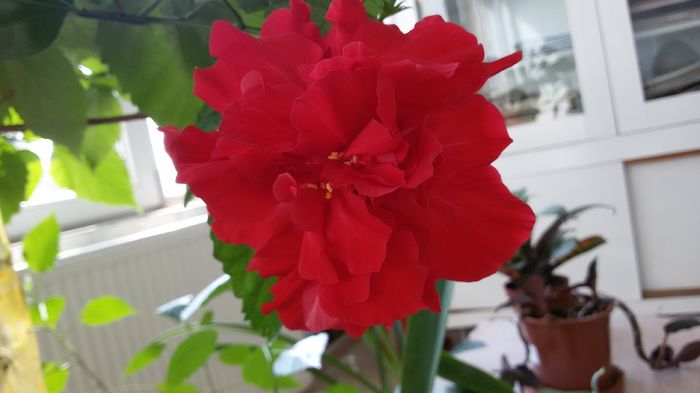 20160630_091232 - 1 Hibiscus