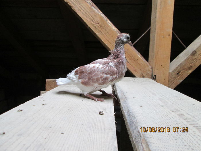 004; dar ma fac eu mare....
