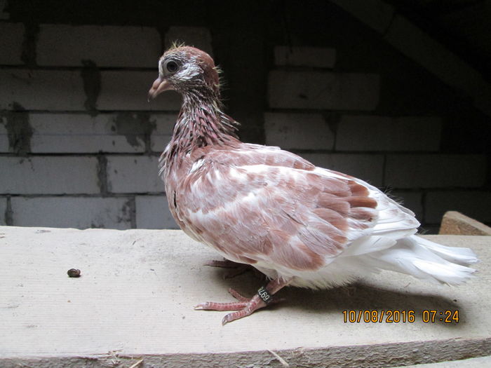 005; in 2-3 saptamani voi fi in inaltul cerului alaturi de prietenii mei...
