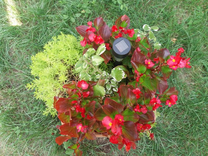 20160810_151053 - begonii 2016