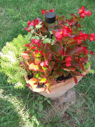 20160810_151101 - begonii 2016