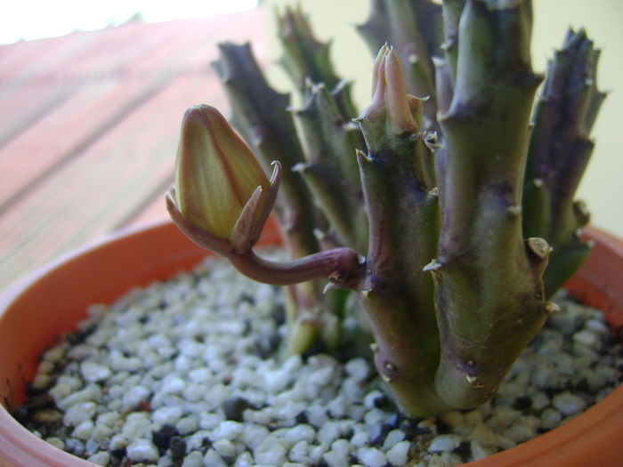 Stapelia hb. berlinensis, boboc