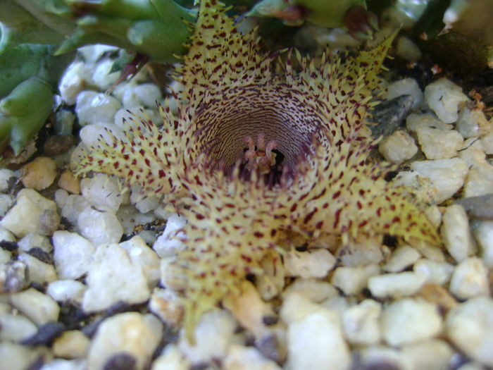 Huernia histrix sp.nova