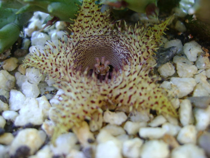 Huernia histrix sp.nova